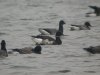 Black Brant at Paglesham Lagoon (Steve Arlow) (125784 bytes)